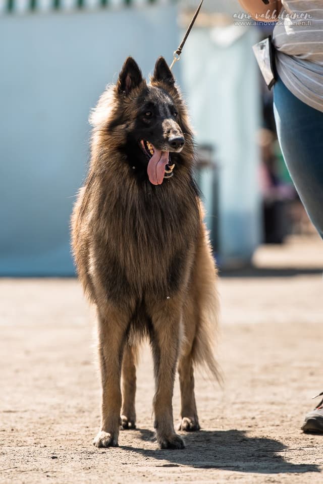 Dexi seisoo kehässä kohti kameraa