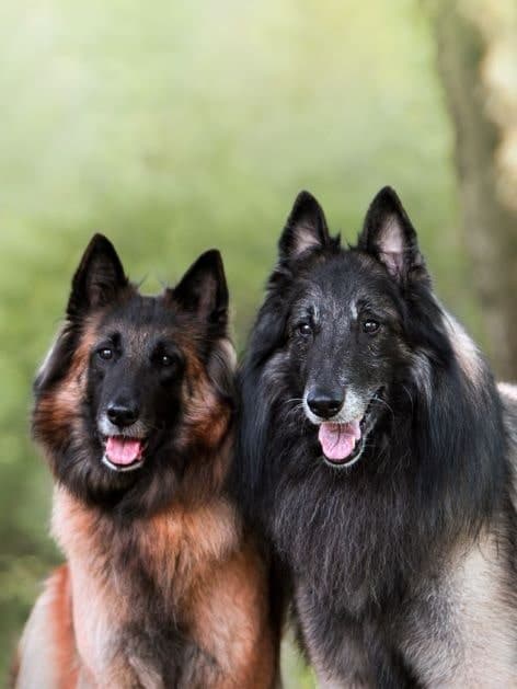 Vixi ja Tare vierekkäin