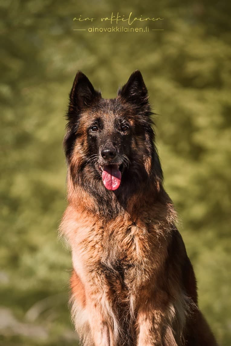 Vixi katsoo kameraan metsässä