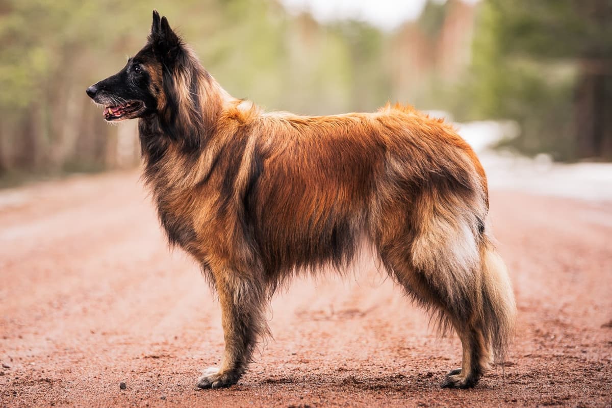 Rakennekuva Vixistä