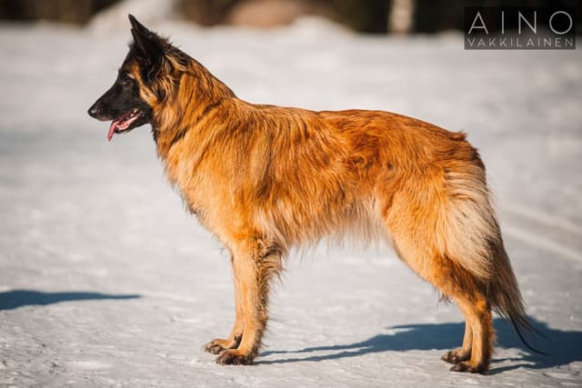 rakennekuva belgianpaimenkoirasta
