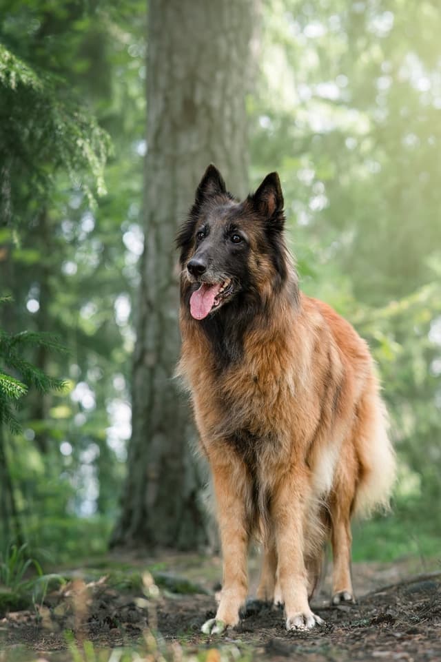 Vixi poseeraa metsässä