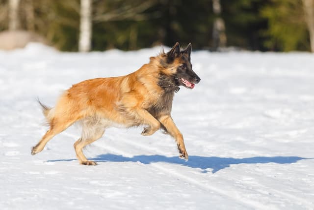 belgianpaimenkoira juoksee lumessa