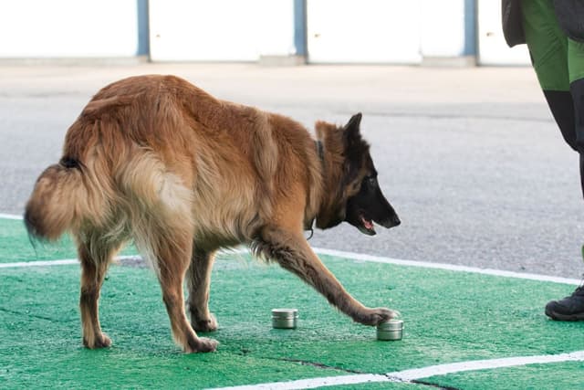 belgianpaimenkoira ilmaisee nose work purkin