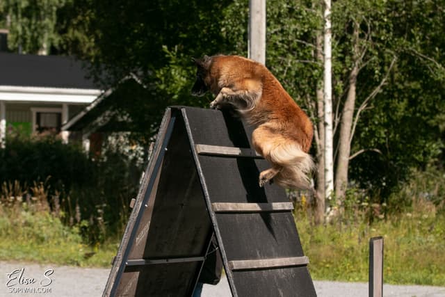 Vixi kiipeää pk A-estettä