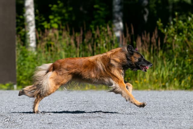 Vixi juoksee laukalla