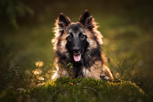 Eve makaa sammaleella ja auringon valo heijastuu korvakarvoihin