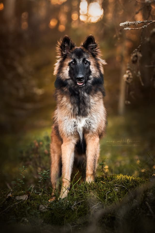 Eve seisoo sammaleella ja auringon valo paistaa taakse