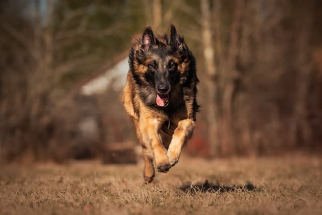 Rimmi juoksee kohti kameraa