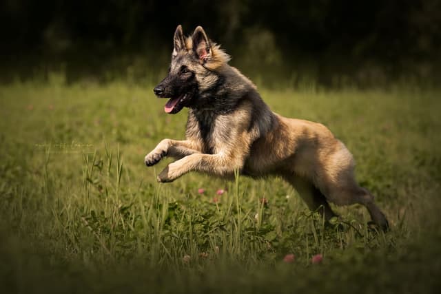 Hurri hyppää korkeassa nurmessa