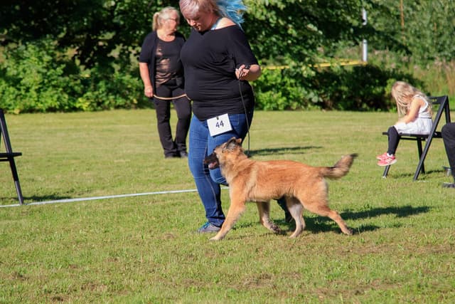 Eve juoksee näyttelykehässä.