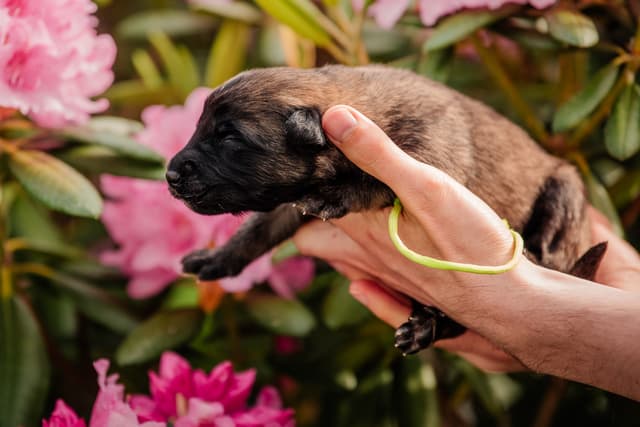 Urho 1vk alppiruusujen edessä