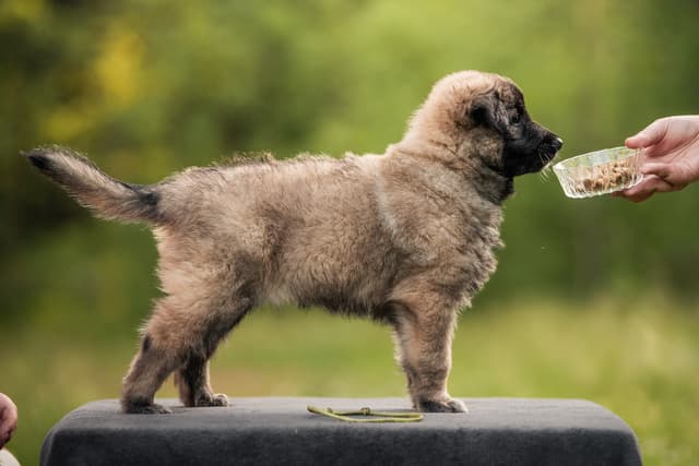 Urhon 6vk rakennekuva