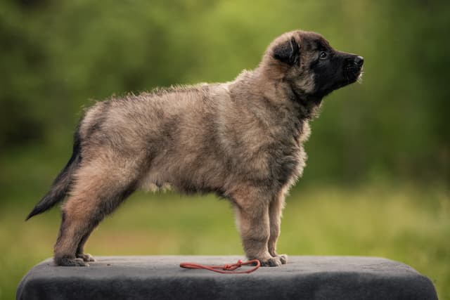 Okin 6vk rakennekuva