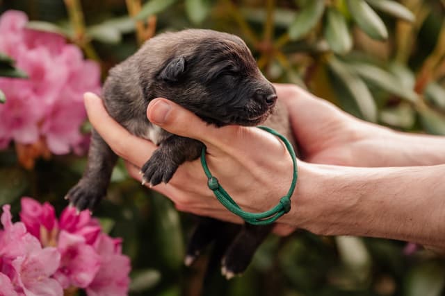 Silco 1vk alppiruusujen edessä