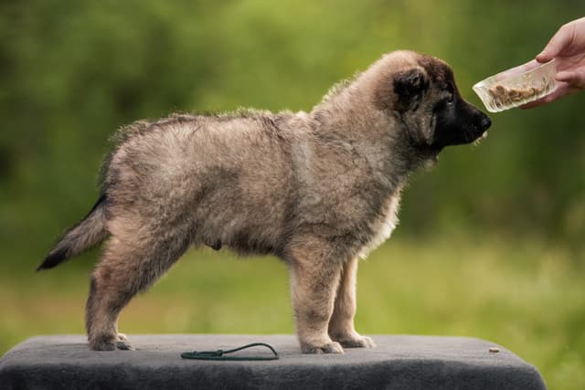 Silcon 6vk rakennekuva