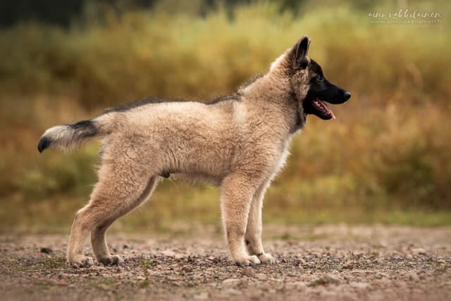 Silco 14vk rakennekuva