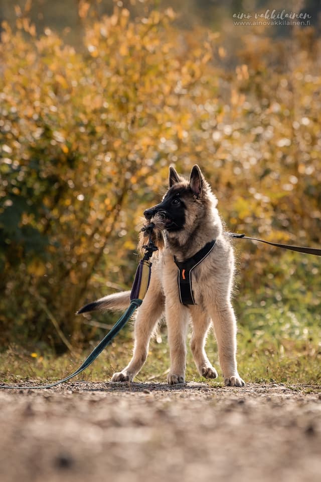 Silco 14vk pentueen leikityspäivänä leikkii lelulla
