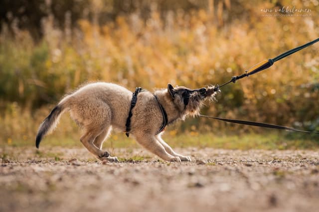 Silco 14vk pentueen leikityspäivänä leikkii lelulla