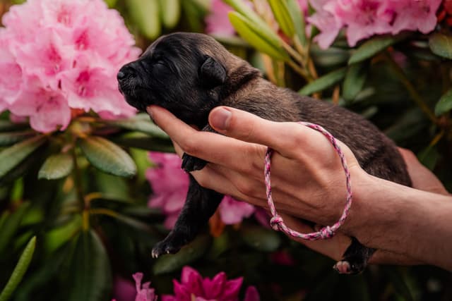 Ciri 1vk alppiruusujen edessä