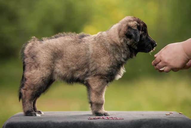 Cirin 6vk rakennekuva