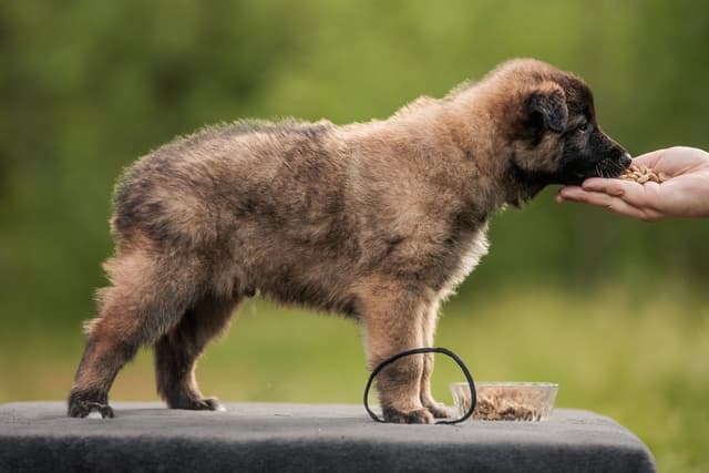 Ricon 6vk rakennekuva