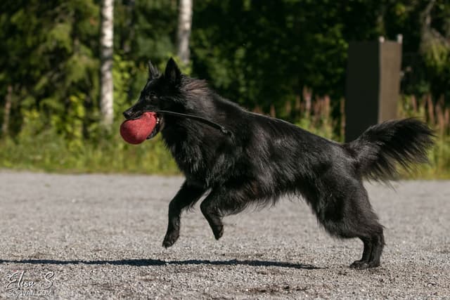 Navi juoksee punaisen lelun kanssa