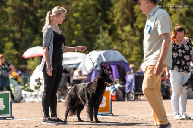 navi seisoo näyttelykehässä kohti kameraa