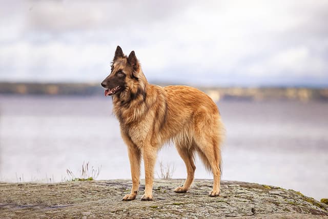 Igni viisto rakennekuva