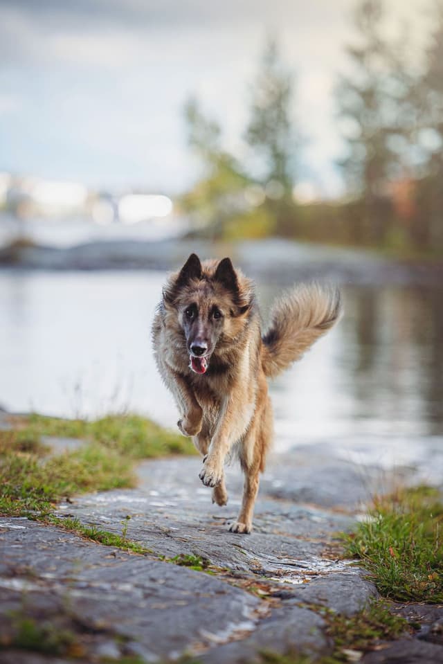 Igni juoksee kohti kameraa kallioilla
