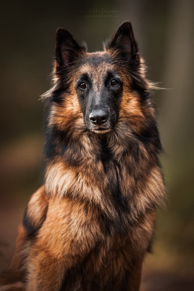 Igni poseeraa kohti kameraa