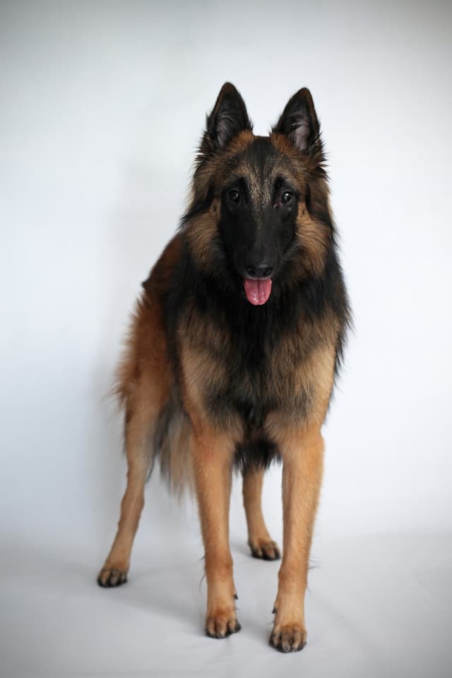 Milo seisoo kohti kameraa valkoisella taustalla