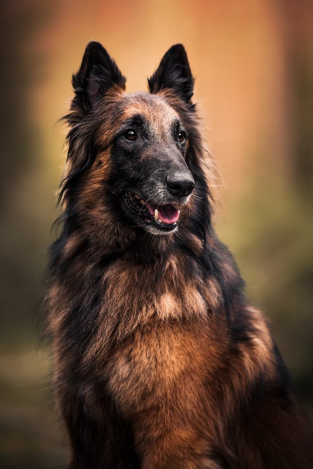 Milo naamakuva 4,5v iässä