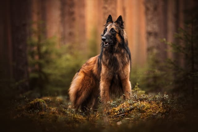 Milo poseeraa metsässä 4,5v iässä