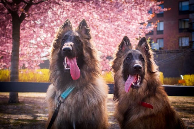 Kaksi sisarusta seisoo vierekkäin kirsikankukat taustalla