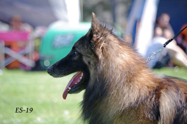 Inton kasvot sivulta