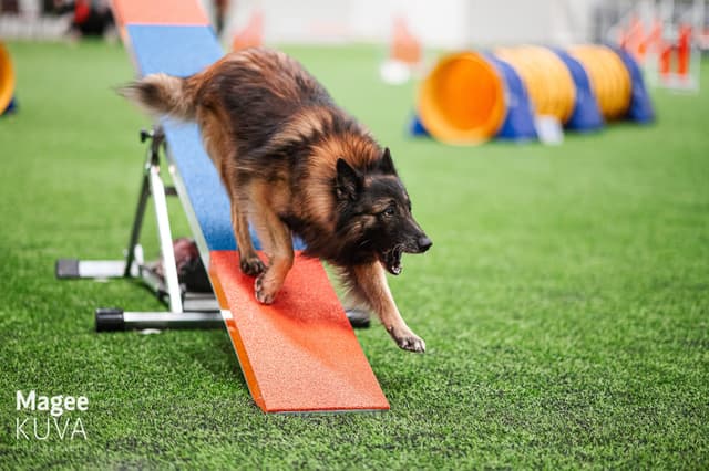 Into suorittaa keinu estettä agilityssä