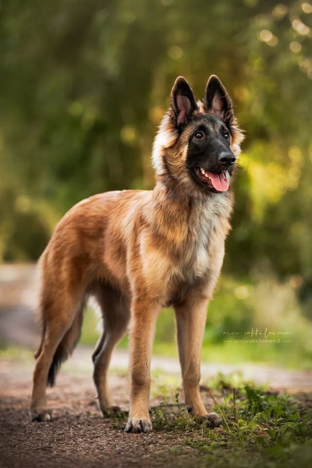 Rimmi viisto rakennekuva