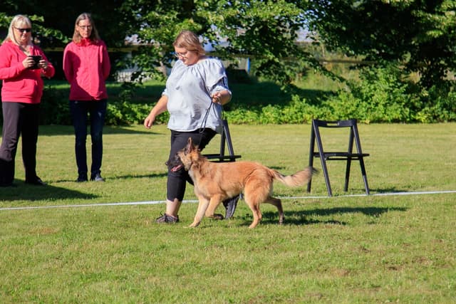Rimmi juoksee kehässä kasvattajan kanssa