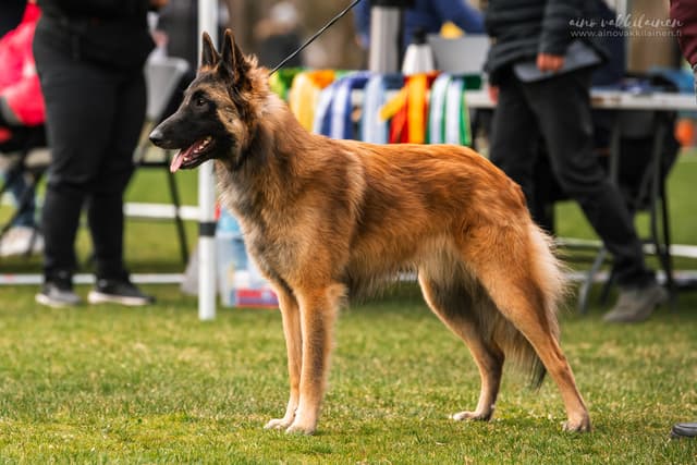 Rimmi seisoo kehässä