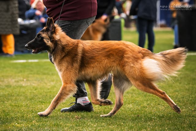 Rimmin sivuliike kehässä