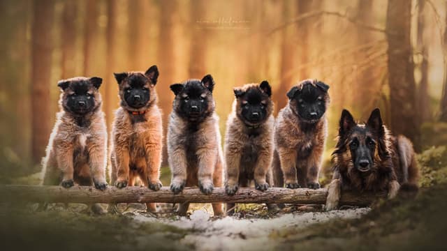 Koko pentue seisoo puunrungon päällä ja niiden emä makaa vieressä