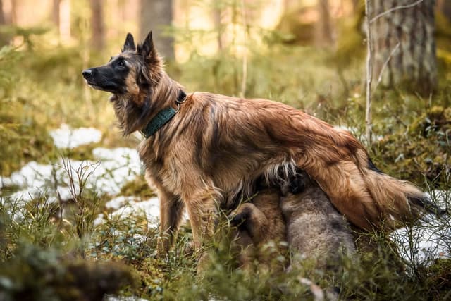 Emä imettää pentujaan