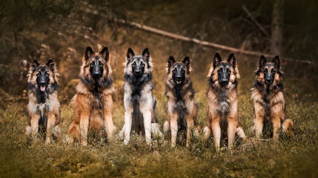 Koko pentue ja niiden emä istuu rivissä